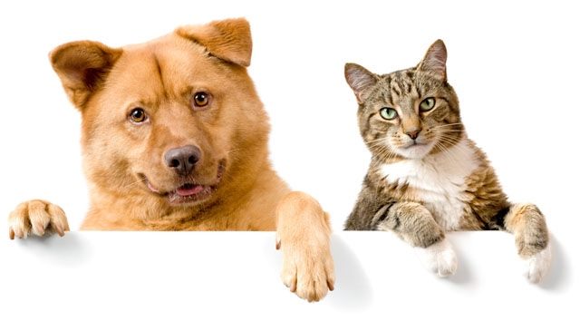 Billede af hund og kat der sidder ens